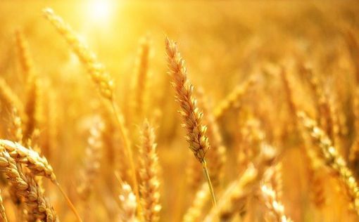 Доходы Аргентины от экспорта сельскохозяйственной продукции выросли на 45%